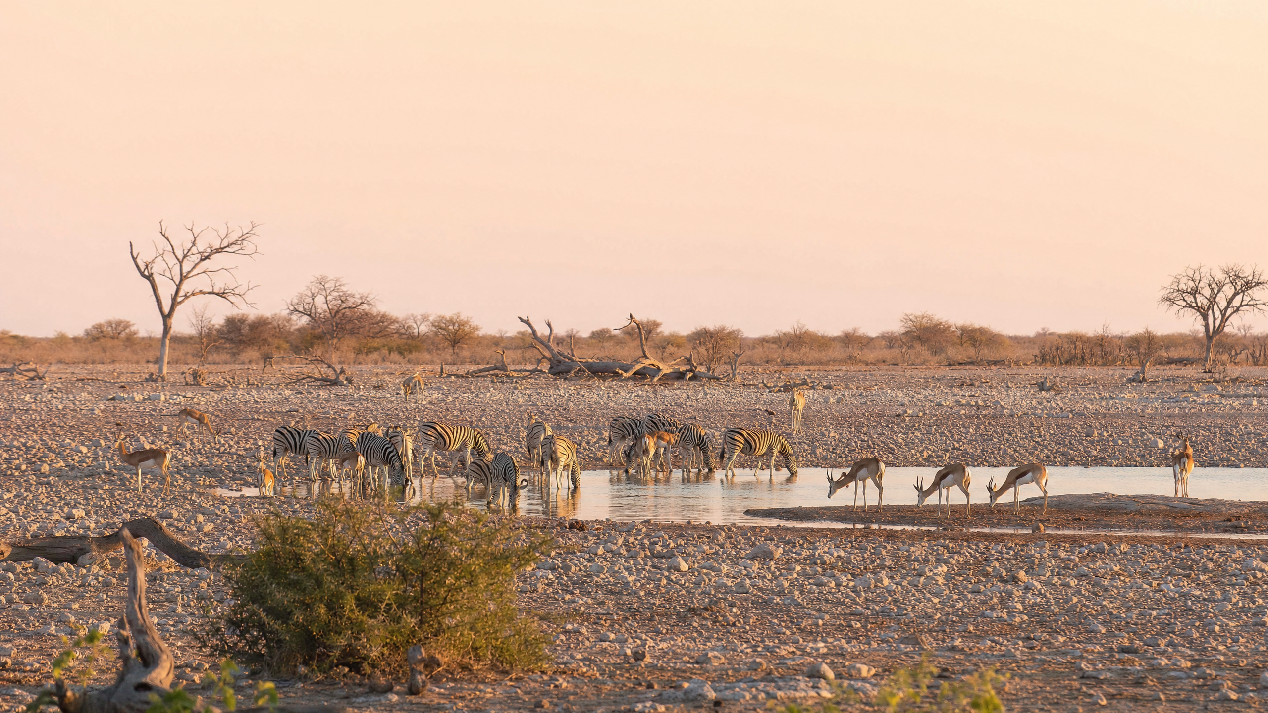 Etosha National Park planning image for local highlights, cultural context and Namibia route planning